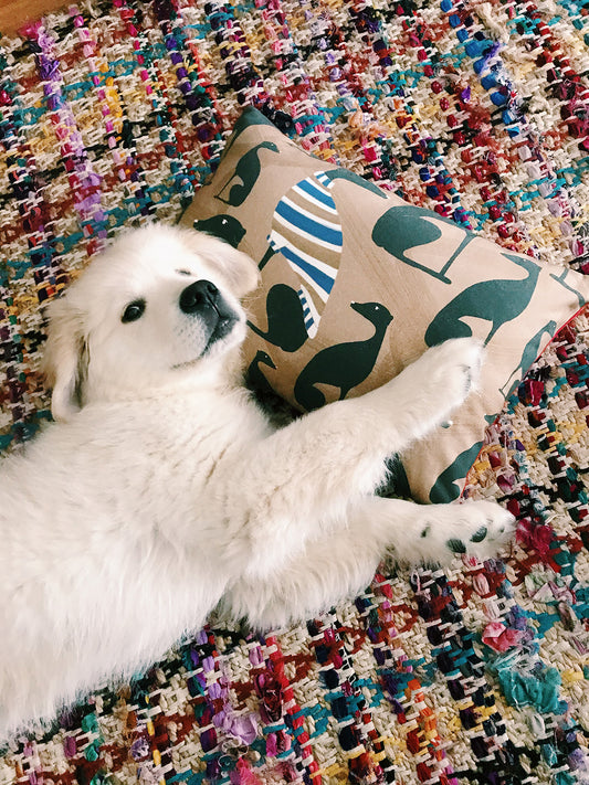 cats and dogs loving cushions